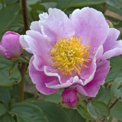 Jaanipaev sulev CRW_6804s3